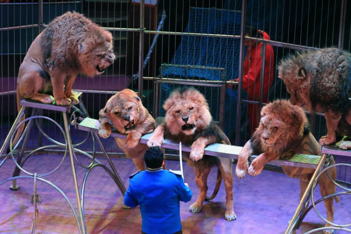 В Ужгороді заборонили цирки за участі тварин