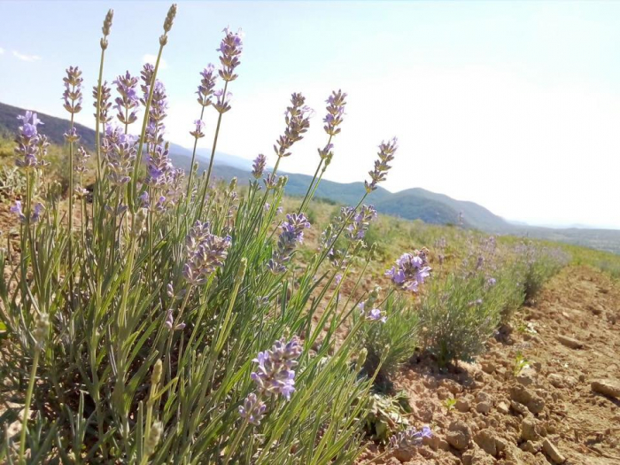 Це неймовірно: в Закарпатті з‘явилася Лавандова гора – 2 гектари лаванди цвіте