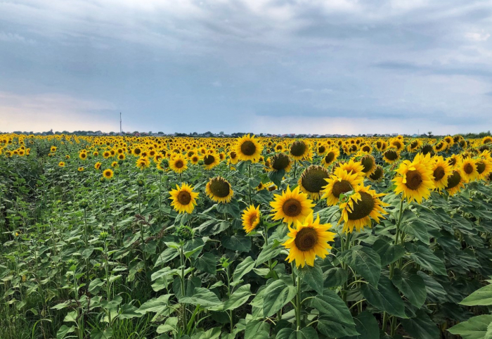Природна фотозона: під Ужгородом цвітуть поля соняшника (ФОТО)