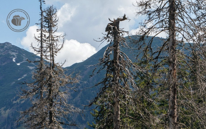 Закарпатські ліси всихають: у небезпеці понад 2 тисячі гектарів!