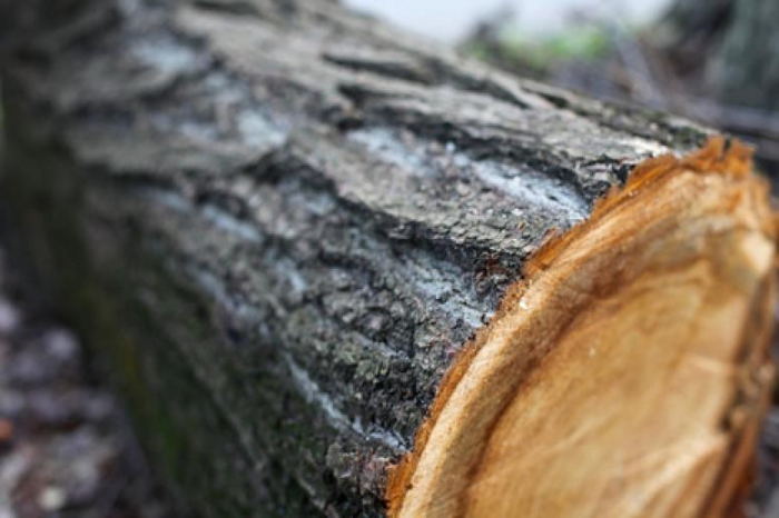 50 тис грн за незаконну вирубку дерев - таке рішення постановив Міжгірський районний суд