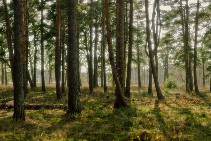 На Тячівщині закарпатка шахрайським шляхом заволоділа землями лісу – прокуратура