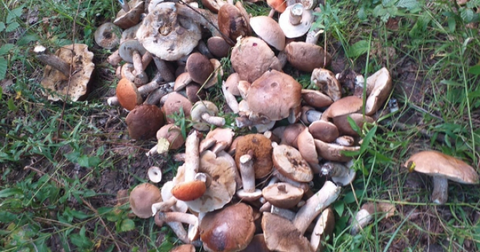 Закарпатці досі збирають літні гриби у лісах і "скидують" фото в Інтернет