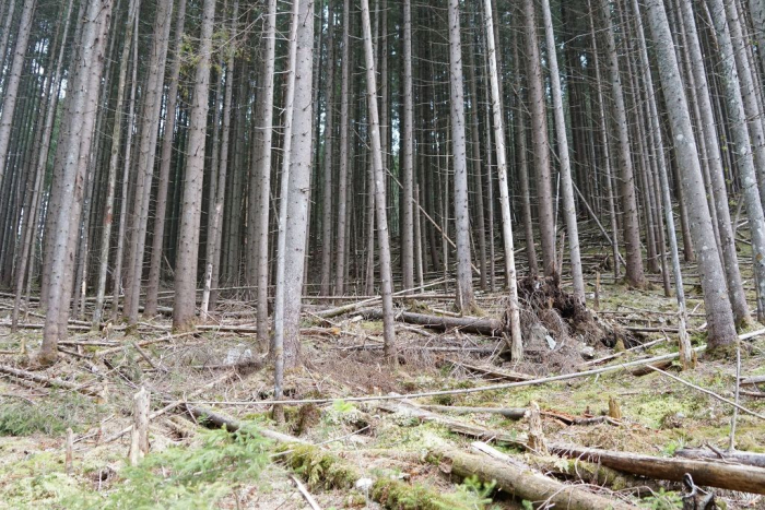 Як лісівники Закарпаття ліквідовують наслідки вітроломів (ФОТО, ВІДЕО)
