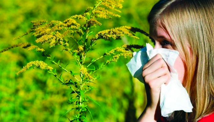 Пік цвітіння амброзії на Закарпатті – алергікам не до жартів (ВІДЕО)