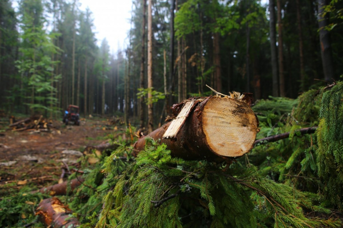 На Закарпатті у Карпатському біосферному заповіднику накрали лісу на пів мільйона гривень
