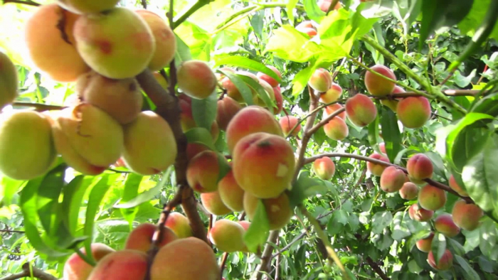 На Берегівщині - пік сезону збору персиків (ВІДЕО)