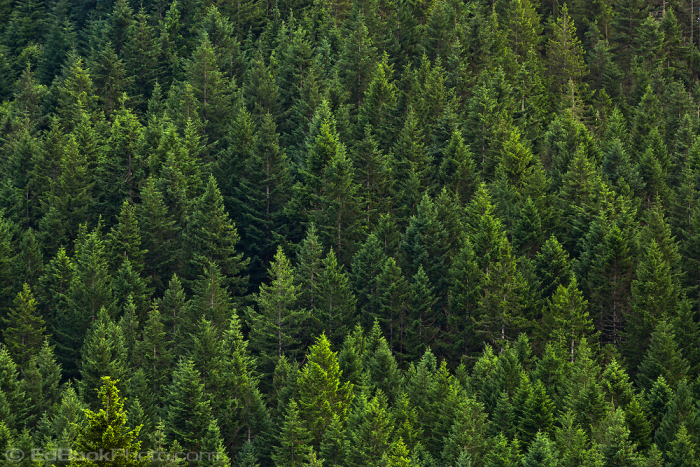 На Закарпатті середній приріст лісу в рік – 4,2 куб. м на 1 гектар