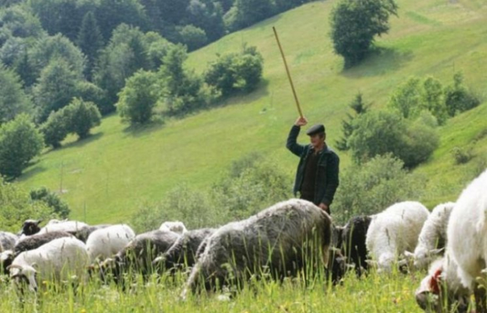Рідкісна професія: як живуть закарпатські вівчарі  (ВІДЕО)