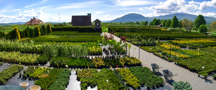 Маленька Голландія на Тячівщині: закарпатка вирощує десятки тисяч рослин у своєму саду (ВІДЕО)