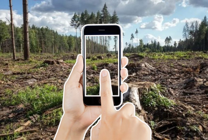На Закарпатті за допомогою смартфону можна перевірити законність здійснення рубок в лісі