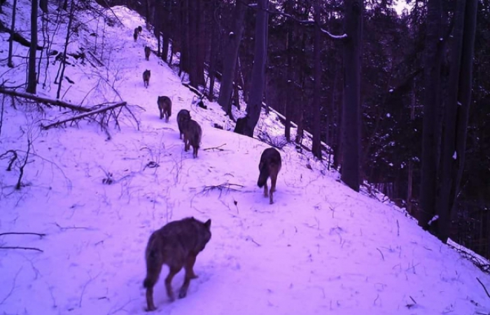 На Рахівщині камери зафіксували зграю вовків 