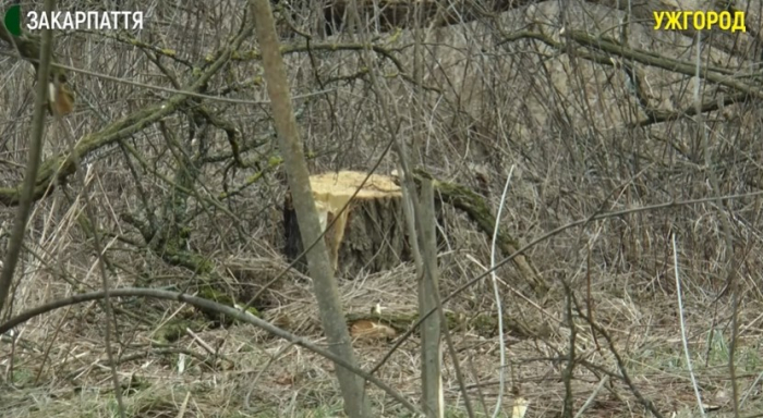 Майже 20 дерев несанкціоновано зрубали в Боздоському парку в Ужгороді