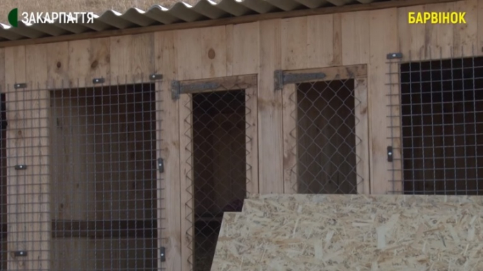 Біля Ужгорода волонтери будували вольєри для безпритульних тварин (ВІДЕО)