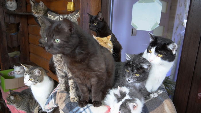 На Міжгірщині в готелі живе сотня премилих котів і кішок, мов у справжній казці (ФОТО, ВІДЕО)