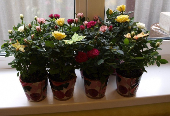 Вирощування троянд на підвіконні: як за ними доглядати та зробити період їх квітнення довшим