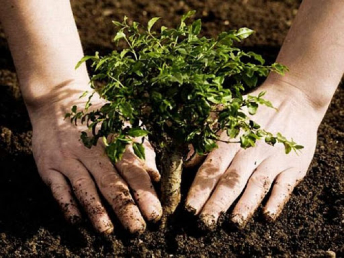 Мільйон дерев за 24 години: Закарпаття долучається до акції «Озеленення України»