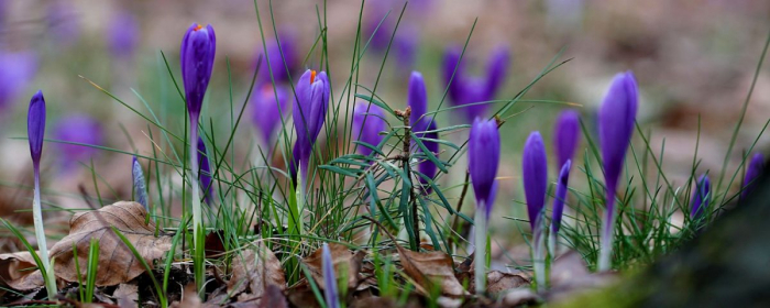 Весняна розкіш: в Закарпатській області зацвів шафран