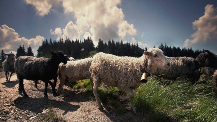 Через карантин овець на полонини в Закарпатті відправили без фестивалю, але не менш колоритно