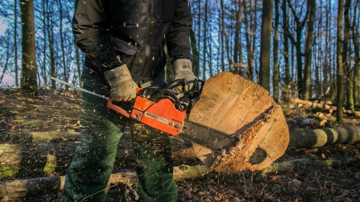 На Закарпатті відновлюють роботи з ліквідації аварійних дерев