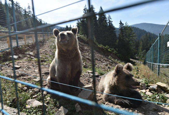 Синевир та реабілітаційний центр ведмедів вже чекають на відвідувачів