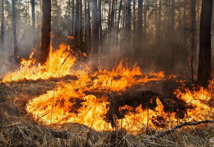 Закарпатцю, через якого згоріло пів гектара лісу, загрожує позбавлення волі