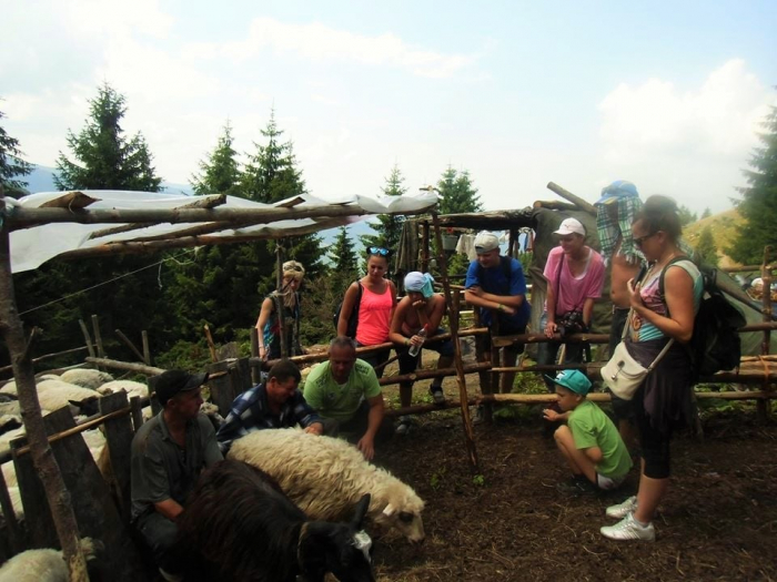 Туристів у Карпатах вчать вівчарству та секретам приготування бринзи
