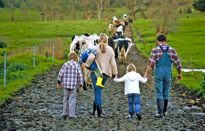 Закарпатська ДПС: Сімейні фермерські господарства мають право на отримання часткової компенсації ЄСВ