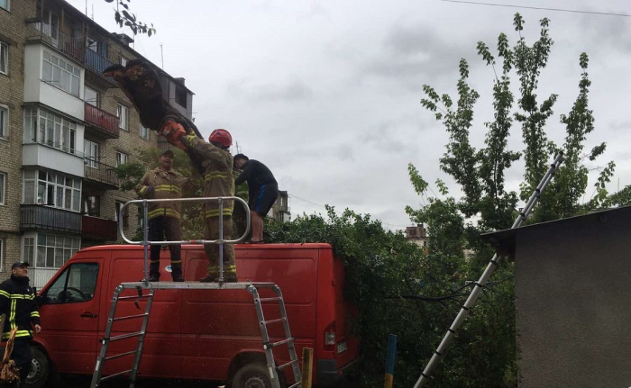 В Ужгороді дерево впало на автівку (Фото)
