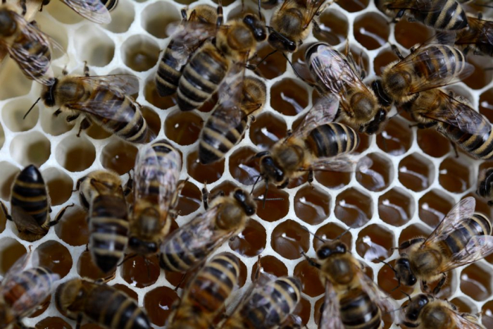 Медове ремесло: як займаються бджільництвом на Іршавщині (ВІДЕО)