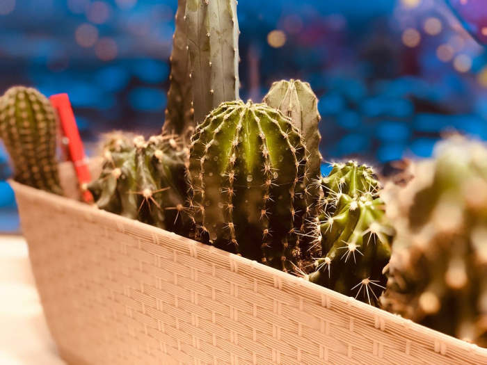 7 помилок у догляді за кактусами, через які вони можуть просто загинути
