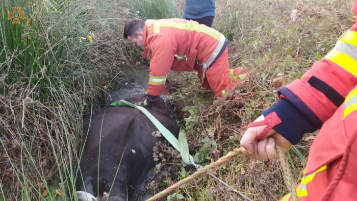 На Хустщині рятували корову, яка впала в кювет (ФОТО)