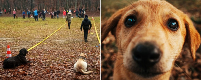 Свято для собак та їхніх власників: в Ужгороді відбувся "Дог-фест"