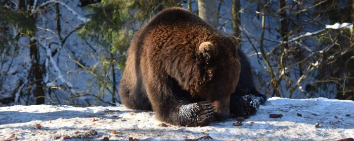 Шестеро ведмедів у нацпарку "Синевир" на Закарпатті впали у зимову сплячку