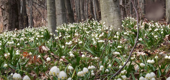 Весняні первоцвіти: на Іршавщині розквітли червонокнижні квіти (ВІДЕО)