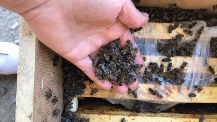Вісім мільйонів бджіл, які відправили поштою із Закарпаття, загинули (ФОТО)
