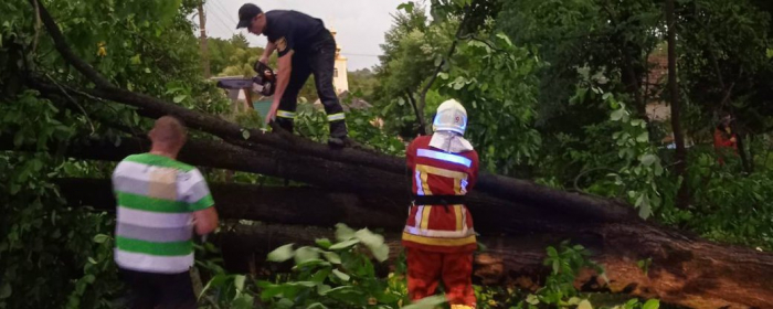 Негода на Ужгородщині: через пориви вітру впали 6 дерев