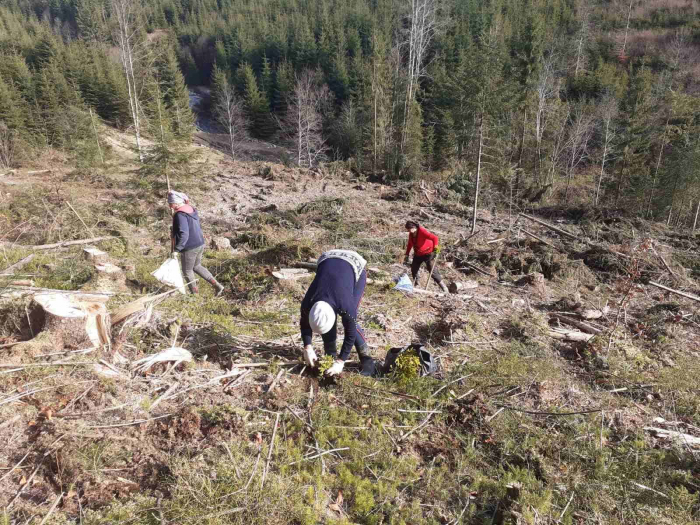 У Довжанському лісництві на Закарпатті висадили понад 50 тис. дерев