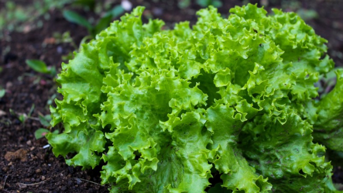 Продаватимуть до нового року: як у Боржавському на Берегівщині вирощують салат (ВІДЕО)