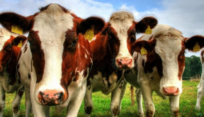 Закарпатці можуть отримати дотацію за утримання корів