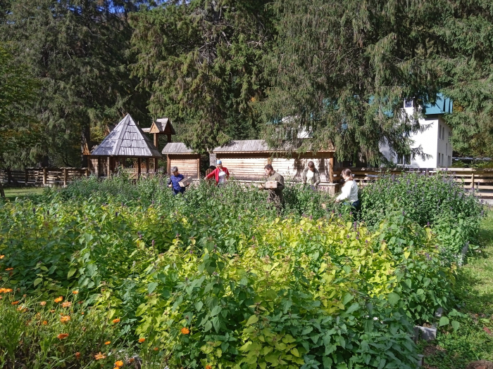 У нацпарку "Синевир" на Закарпатті завершують осінній збір насіння для чаїв (ФОТО)
