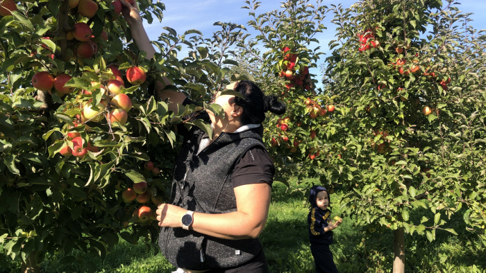 У селі Ужгородського району триває самозбір яблук у відкритому саду