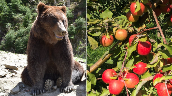Понад 20 мішків яблук зібрали школярі для ведмедів, які проживають у НПП "Синевир"