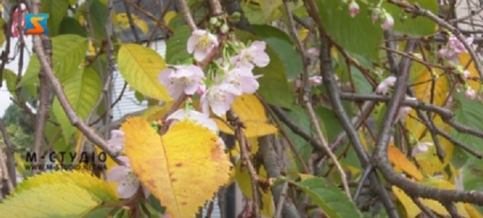 У Мукачеві цвіте "шалена" сакура