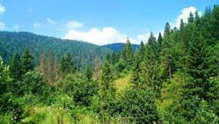 Порушень і недоліків на майже 52 млн грн виявили закарпатські аудитори на ДП «Ужгородське лісове господарство»