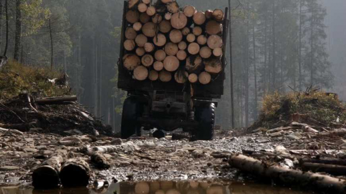 Цьогоріч працівники лісоохорони Закарпаття сприяли незаконним вирубкам на 20 млн