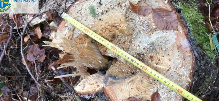 Допустив масову рубку зі збитками у понад 18 млн грн: на Закарпатті підозрюють майстра лісу (ФОТО)