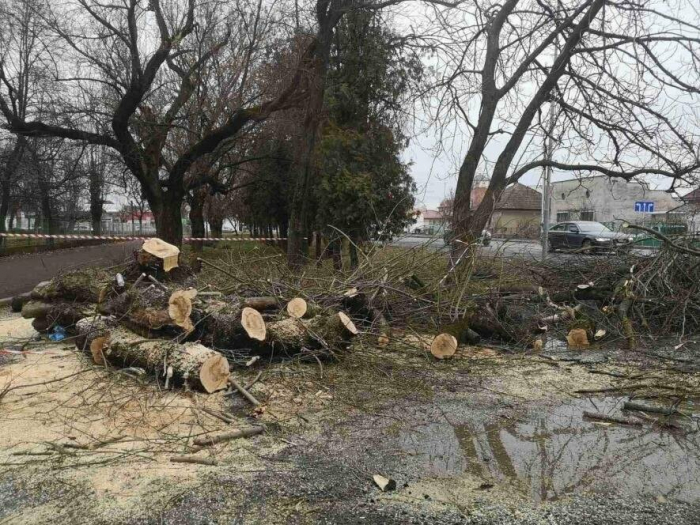 Понад 25 тисяч гривень збитків завдали територіальній громаді Ужгорода порушники, які зрізали дерево