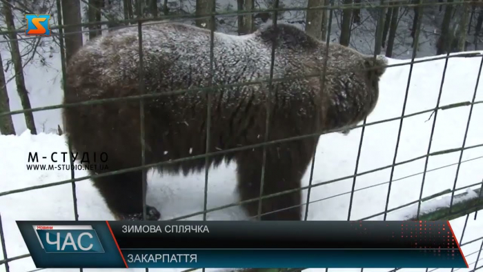 У Закарпатському реабілітаційному центрі бурих ведмедів вже більшість тварин пішли зимувати 