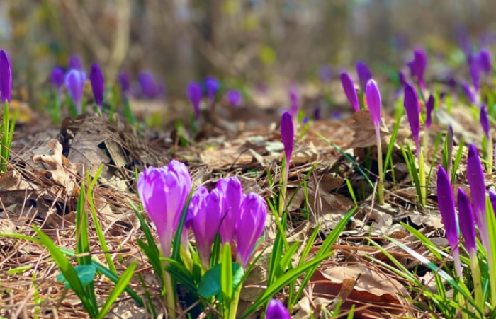 На Закарпатті – період рідкісного цвітіння Шафрана Гейфеля